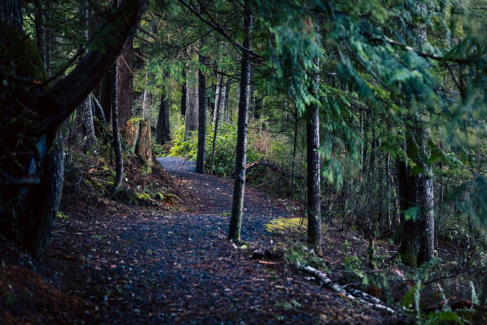 A winding forest trail leads through towering evergreen trees with lush green foliage and dappled sunlight.