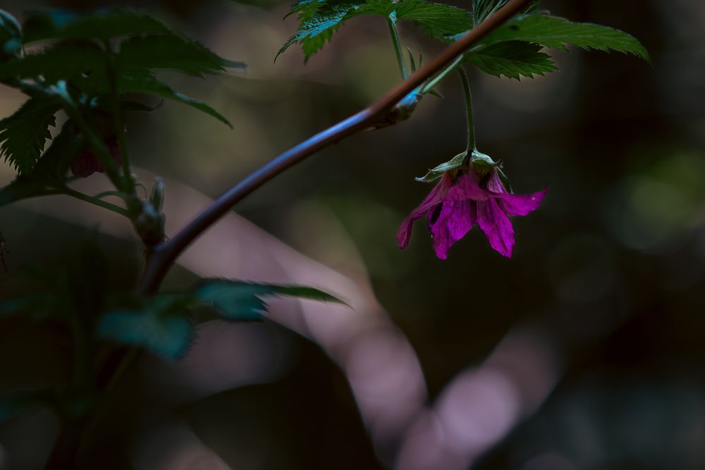 Pink flower petals glow against a dark blurred background in a macro nature photograph.
