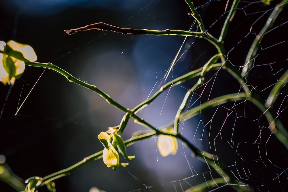 Delicate yellow jasmine flowers bloom on twisting green vines against a dark background.