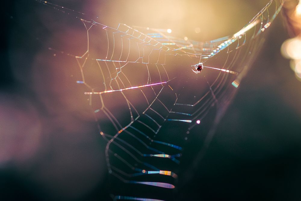 Close-up photos of a delicate spider web with water droplets glistening in soft golden sunlight.