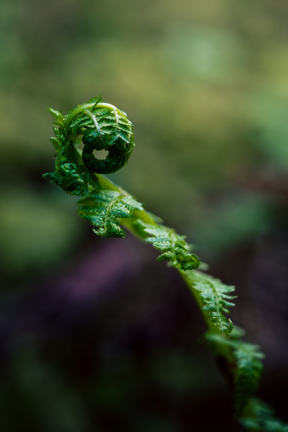 A close-up macro photograph shows a vibrant green fern frond unfurling against a blurred natural background.