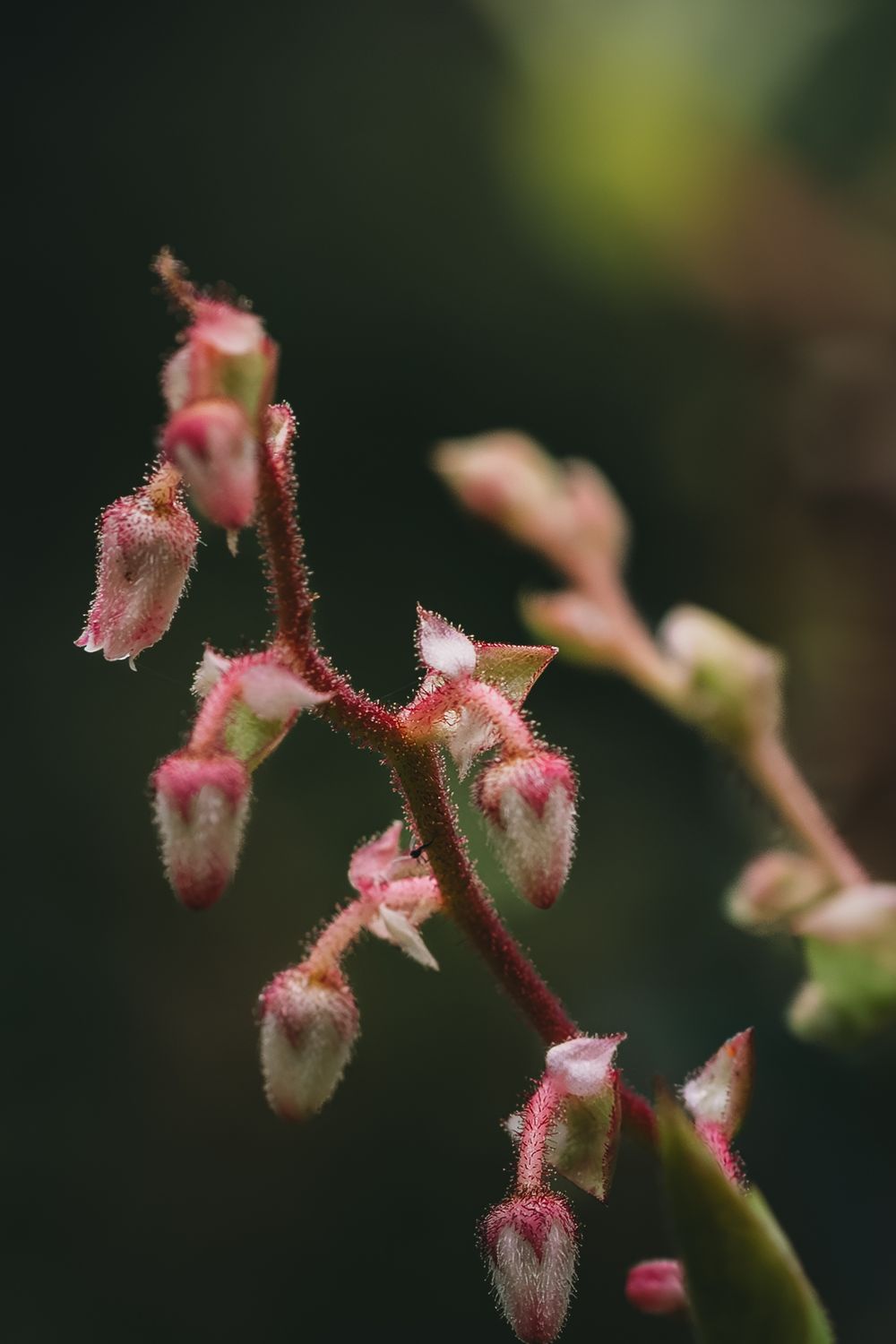 Delicate pink flower buds with fuzzy texture emerge against a dark bokeh background.