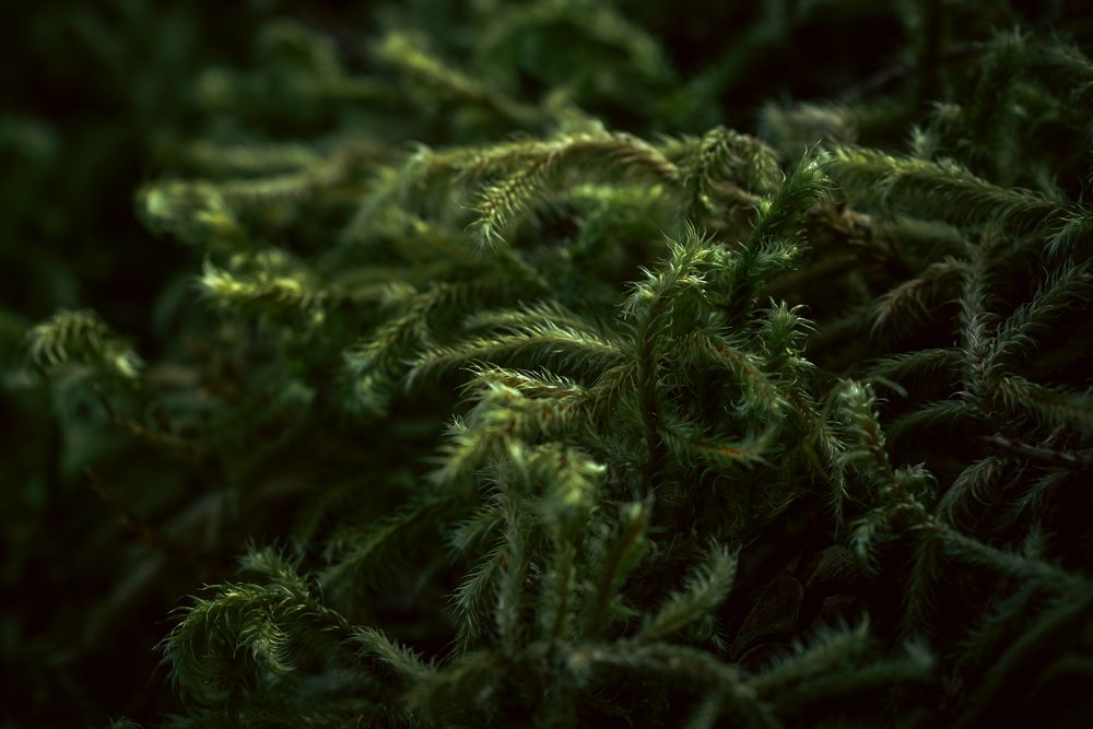 Close-up view of dark green ferns with delicate fronds unfurling in a lush forest setting.