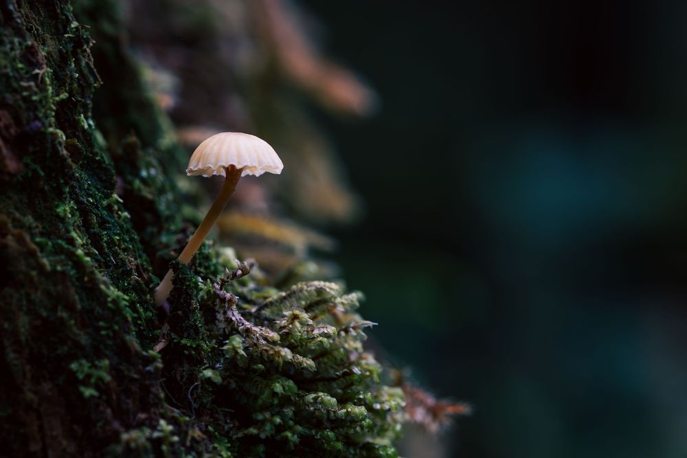 A dark moody forest scene with moss-covered branches and blurred bokeh effect in the background.