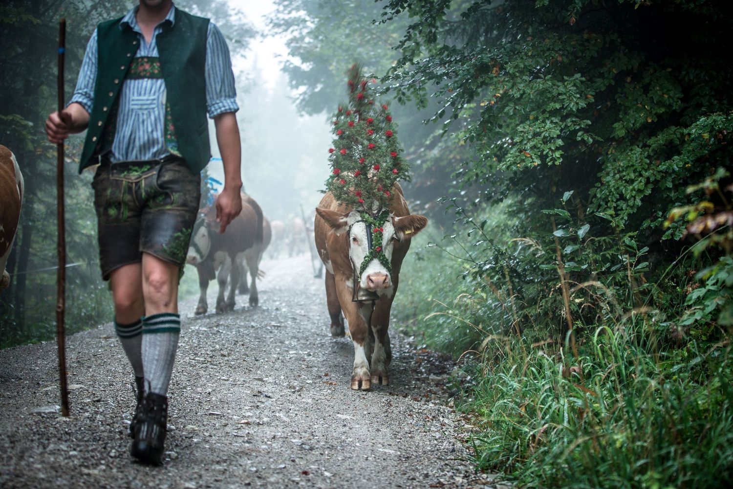 DaSchachten; Da Schachten; Dominik Schachten; Fotografie; Fotograf; Tracht; Volksmusik; Handwerk; Almabtrieb; Alm; Kühe; Bayern