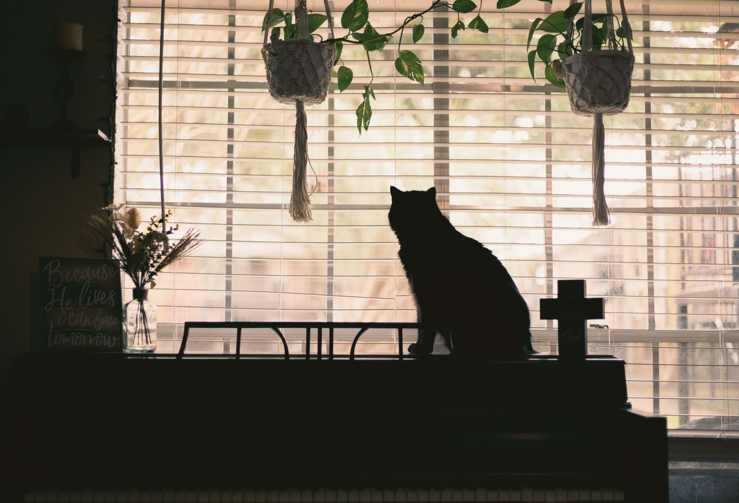 Little Cat hanging on the piano as he looks outside. Very moody