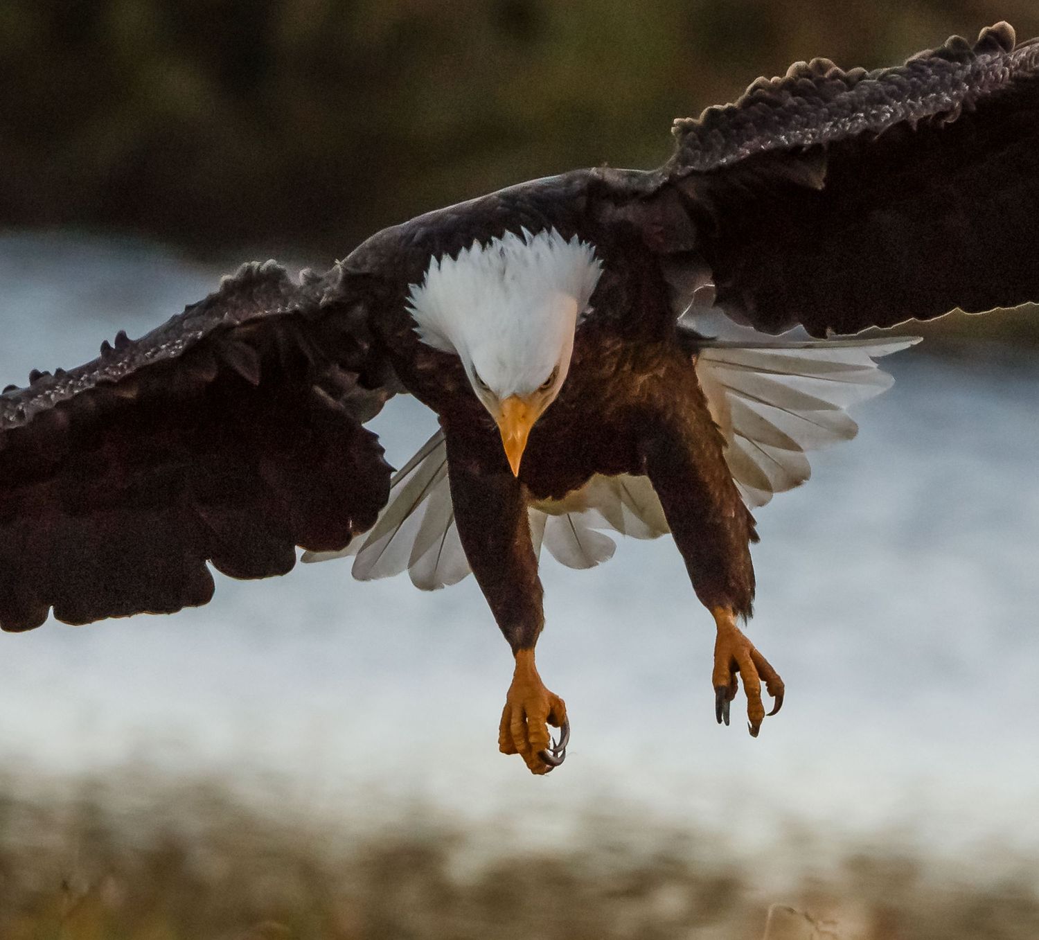 Bald Eagle