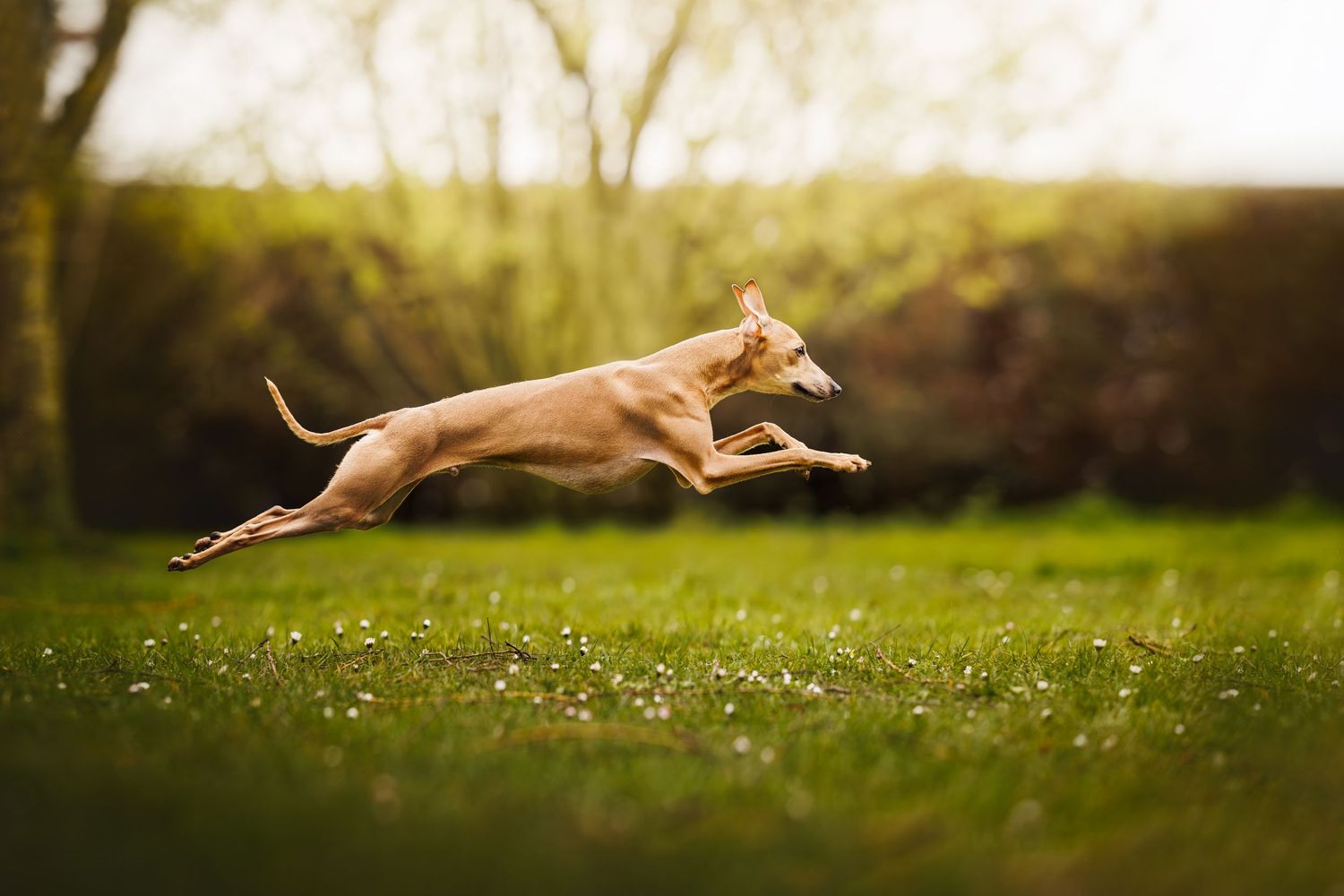 Italian Greyhound dog leaping gracefully through the air in a garden setting.