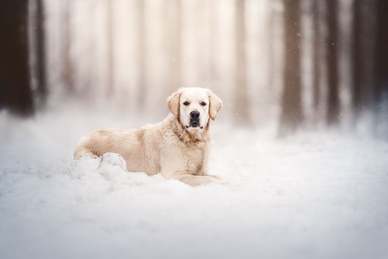 Golden Retriever lying in snow with a dreamy winter forest background.
