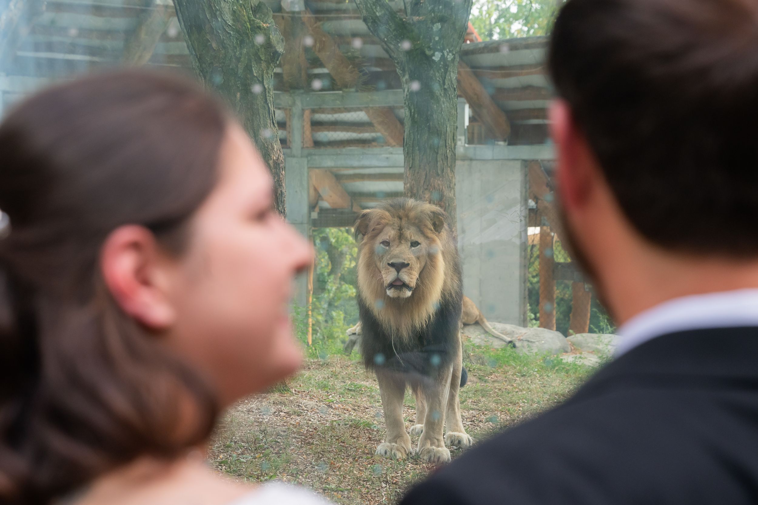 A blurry sequence of photos showing people looking through glass at a lion in an outdoor zoo enclosure.