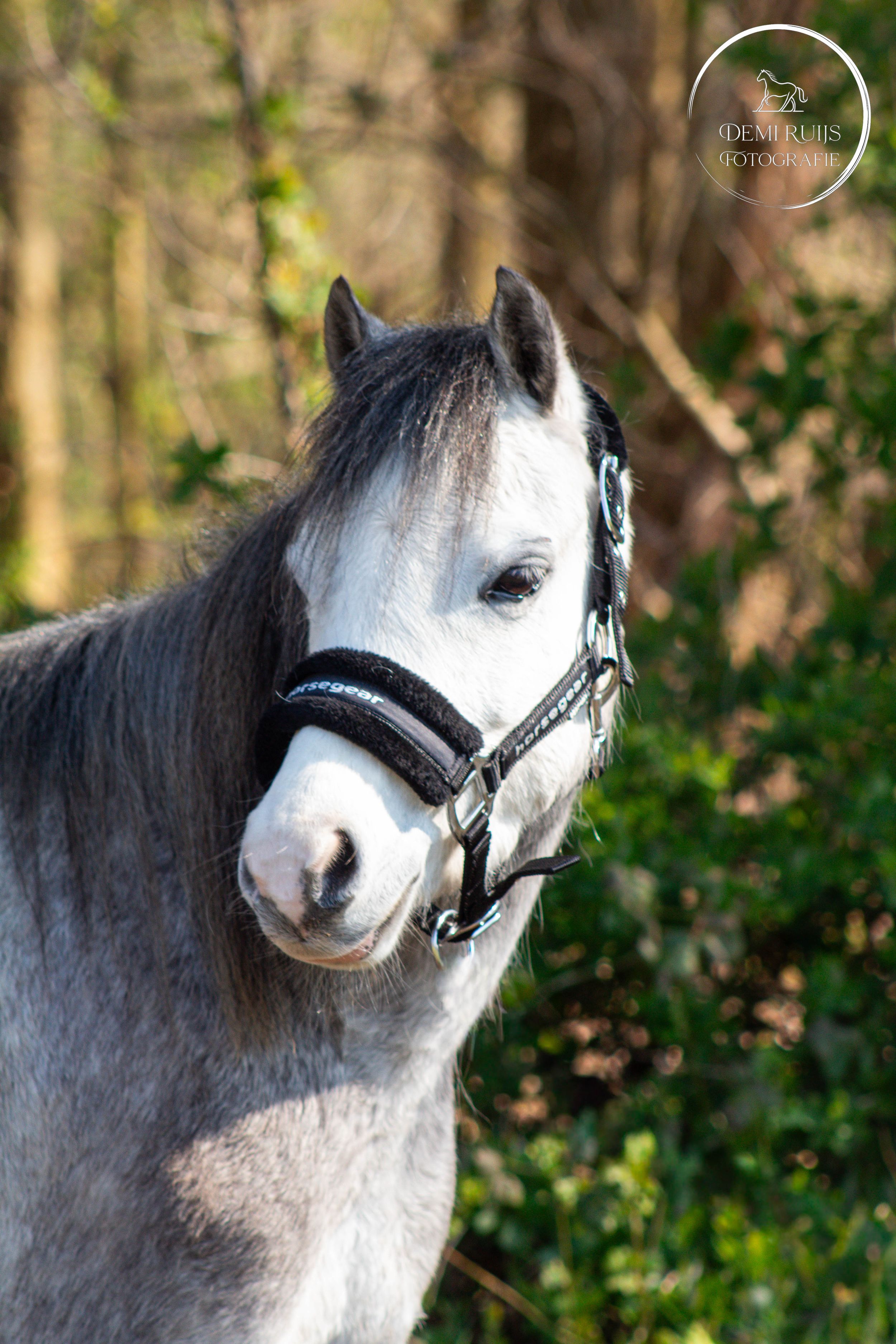 Paardenfotografie