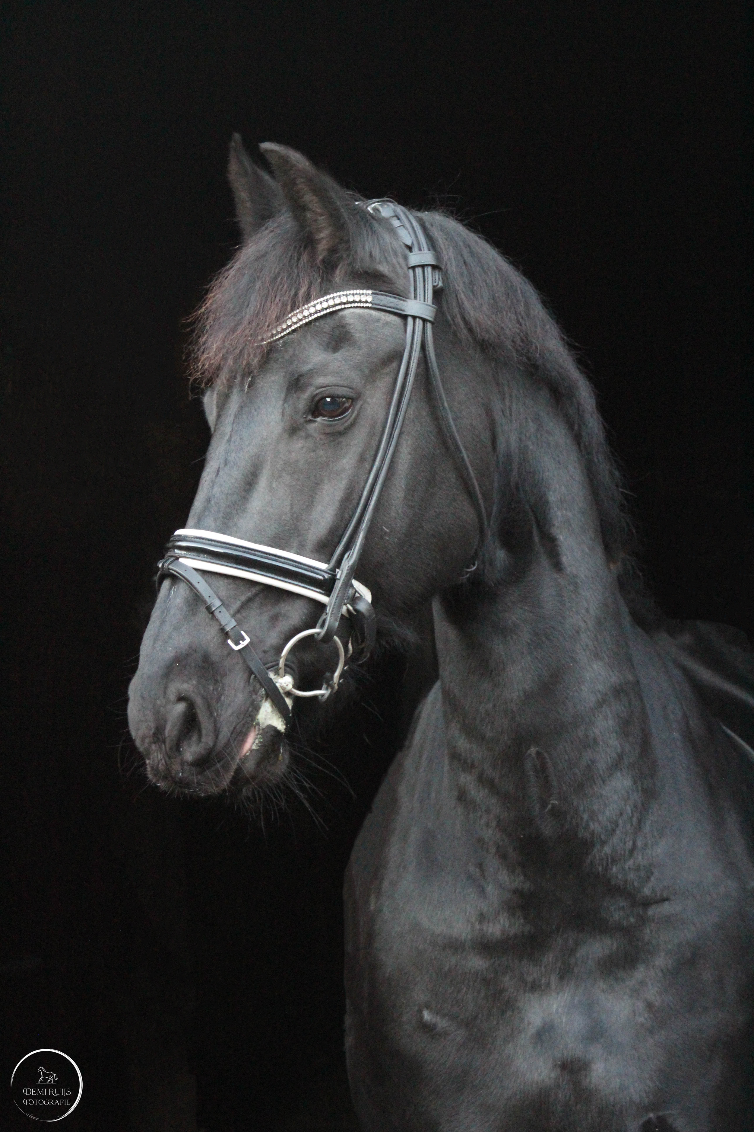 Paardenfotografie