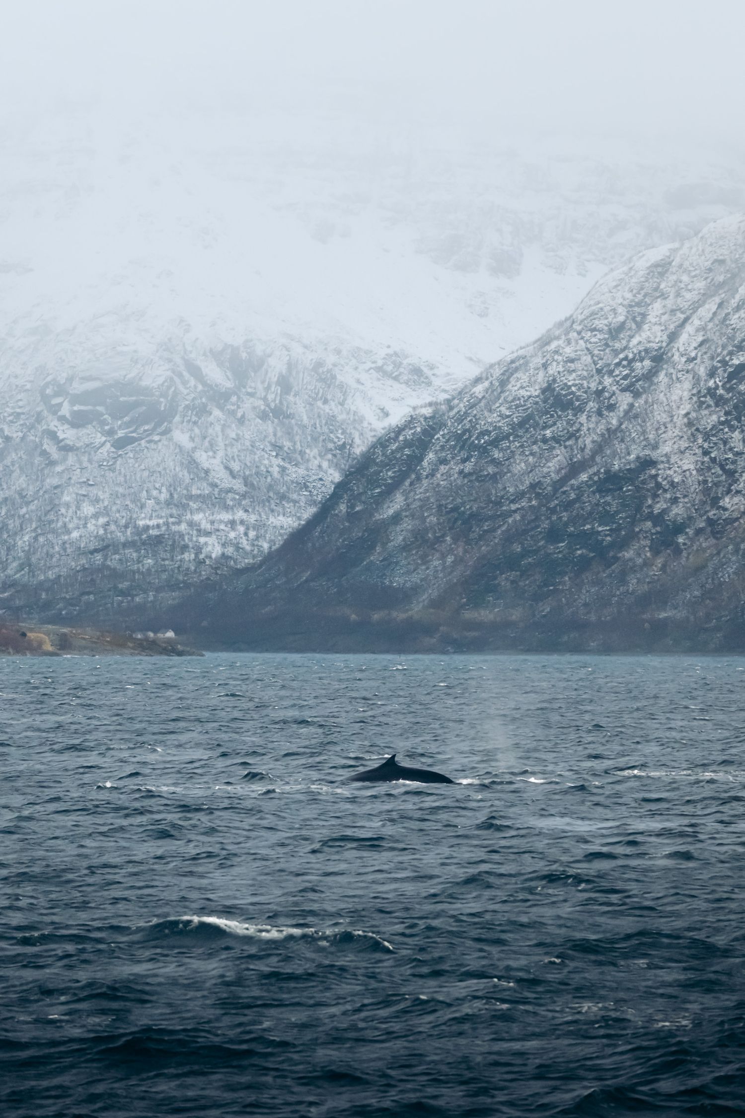 Nageoire dorsale d'une baleine à Tromsø en hiver