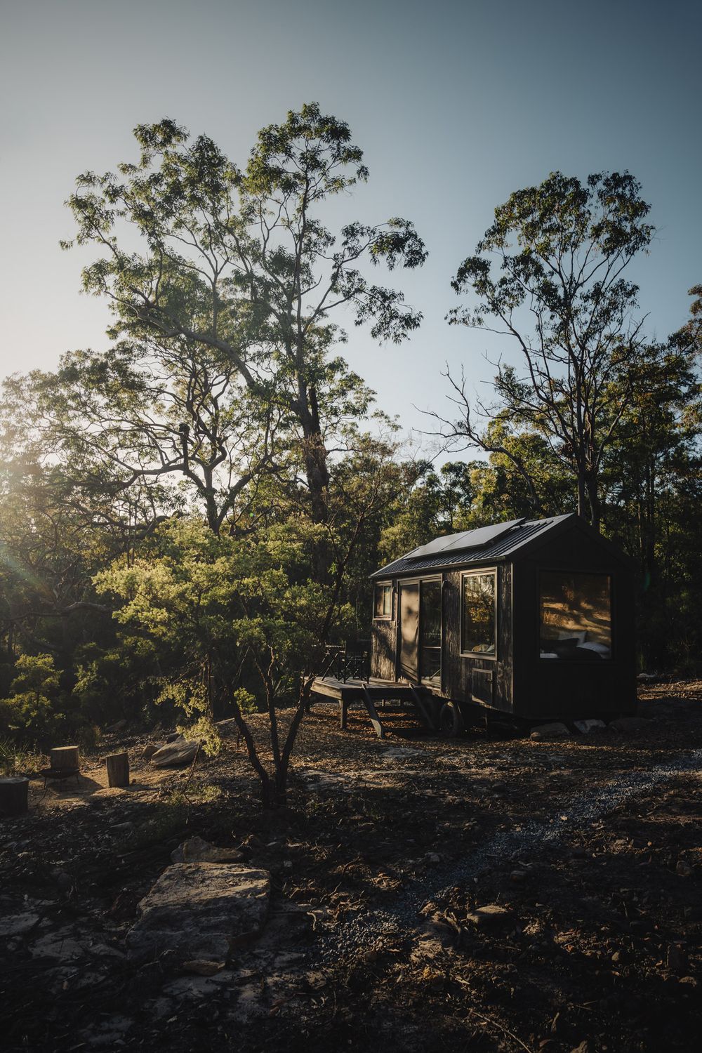 A rustic tiny cabin with glass walls sits among tall eucalyptus trees at sunset in a remote wilderness setting.