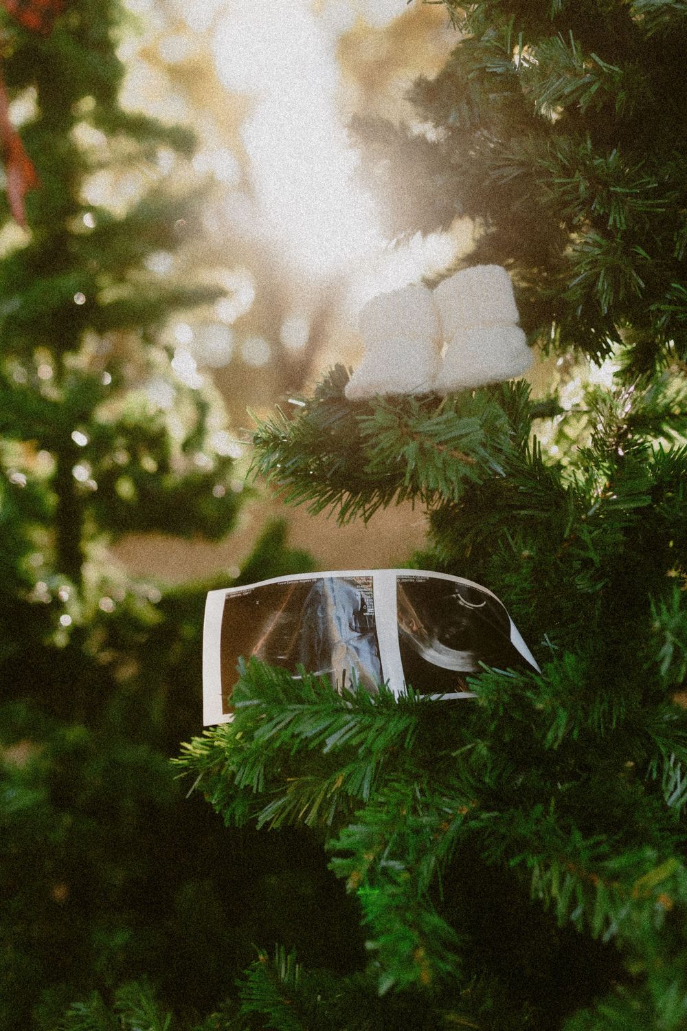 Sunglasses resting on green pine tree branches with sunlight creating a dreamy bokeh effect in the background.