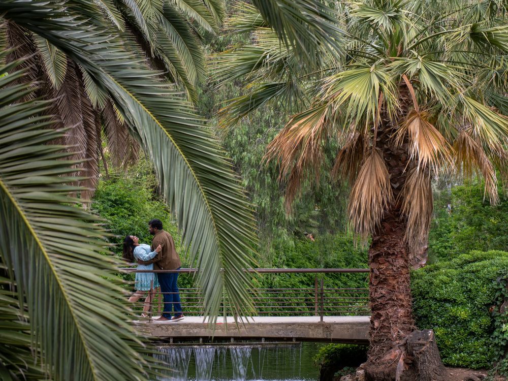 Two people stand on a wooden bridge surrounded by lush palm trees in a tropical garden park.