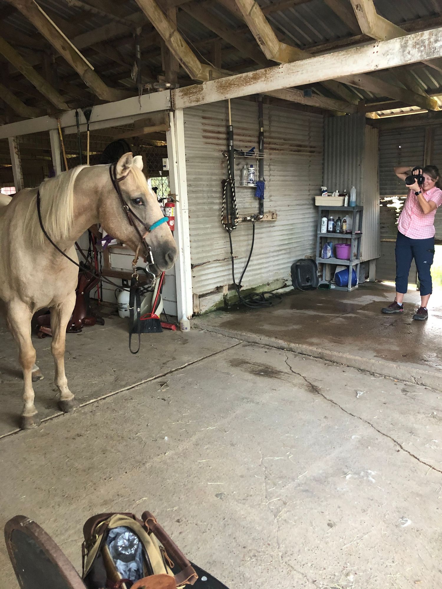 A light-colored horse stands in a rustic barn area while someone takes a photo from the side with a camera.