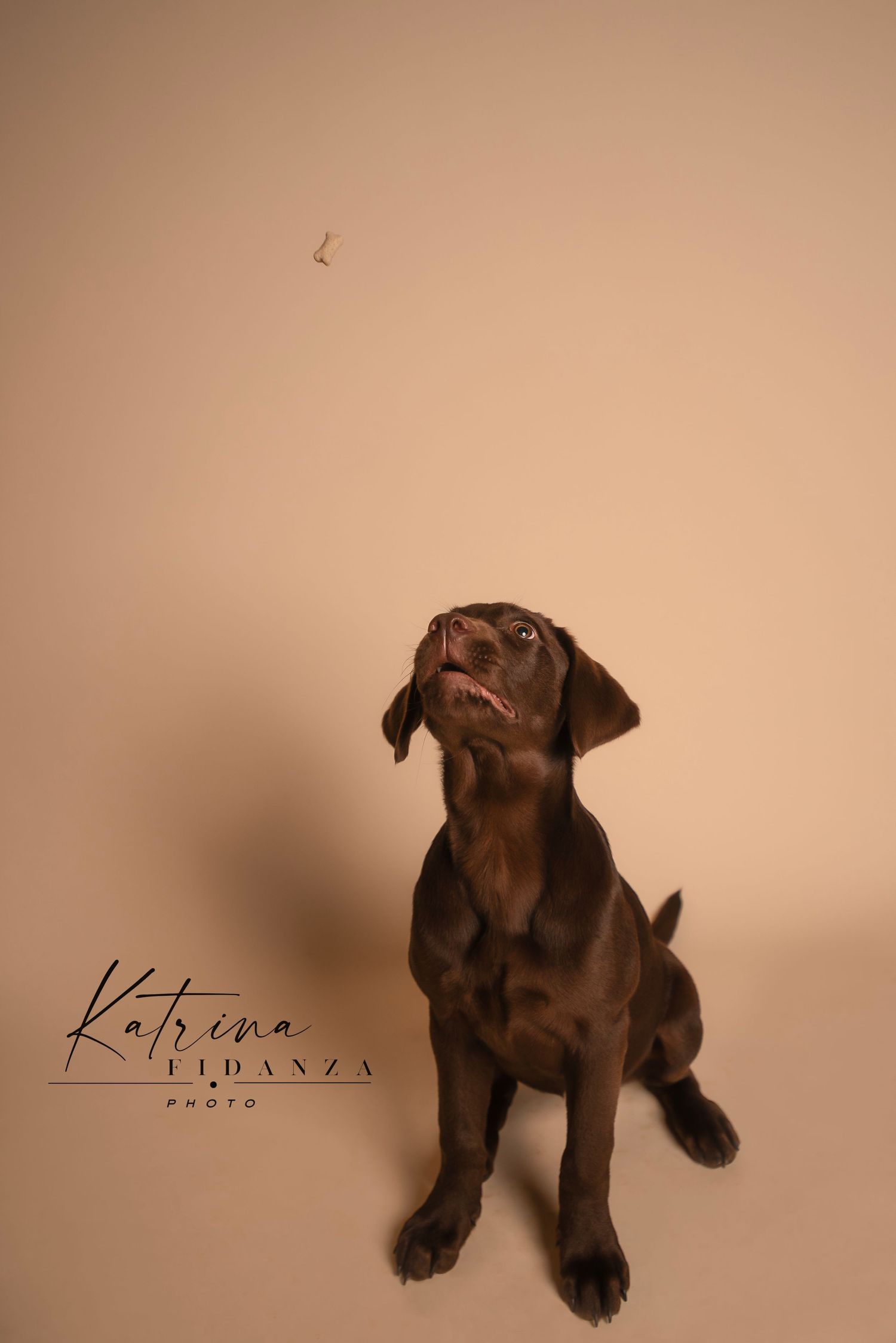 A chocolate brown Labrador puppy lies down in a series of posed portrait shots against a beige studio background.