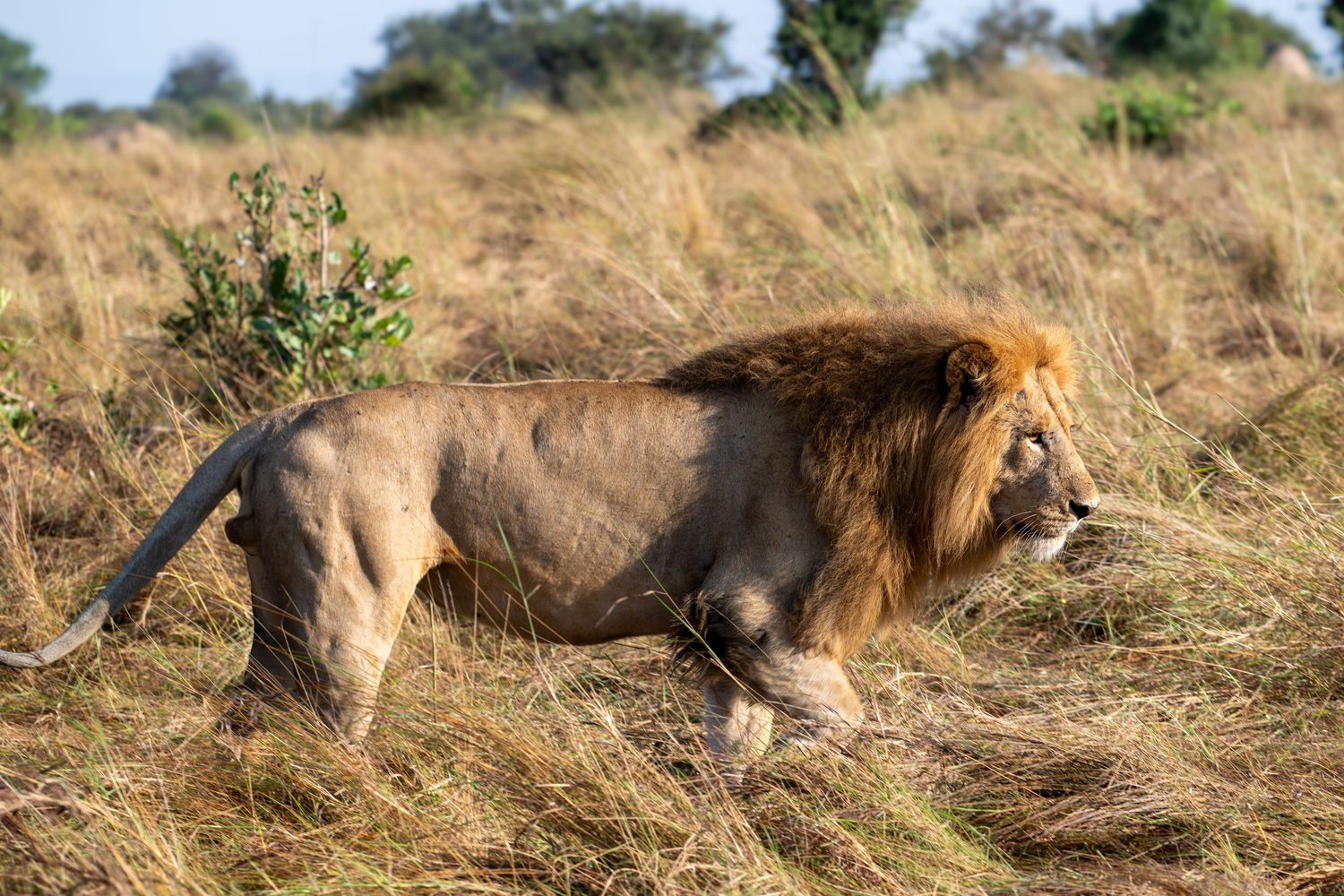 Male lion resting in tall golden grass during sunset.