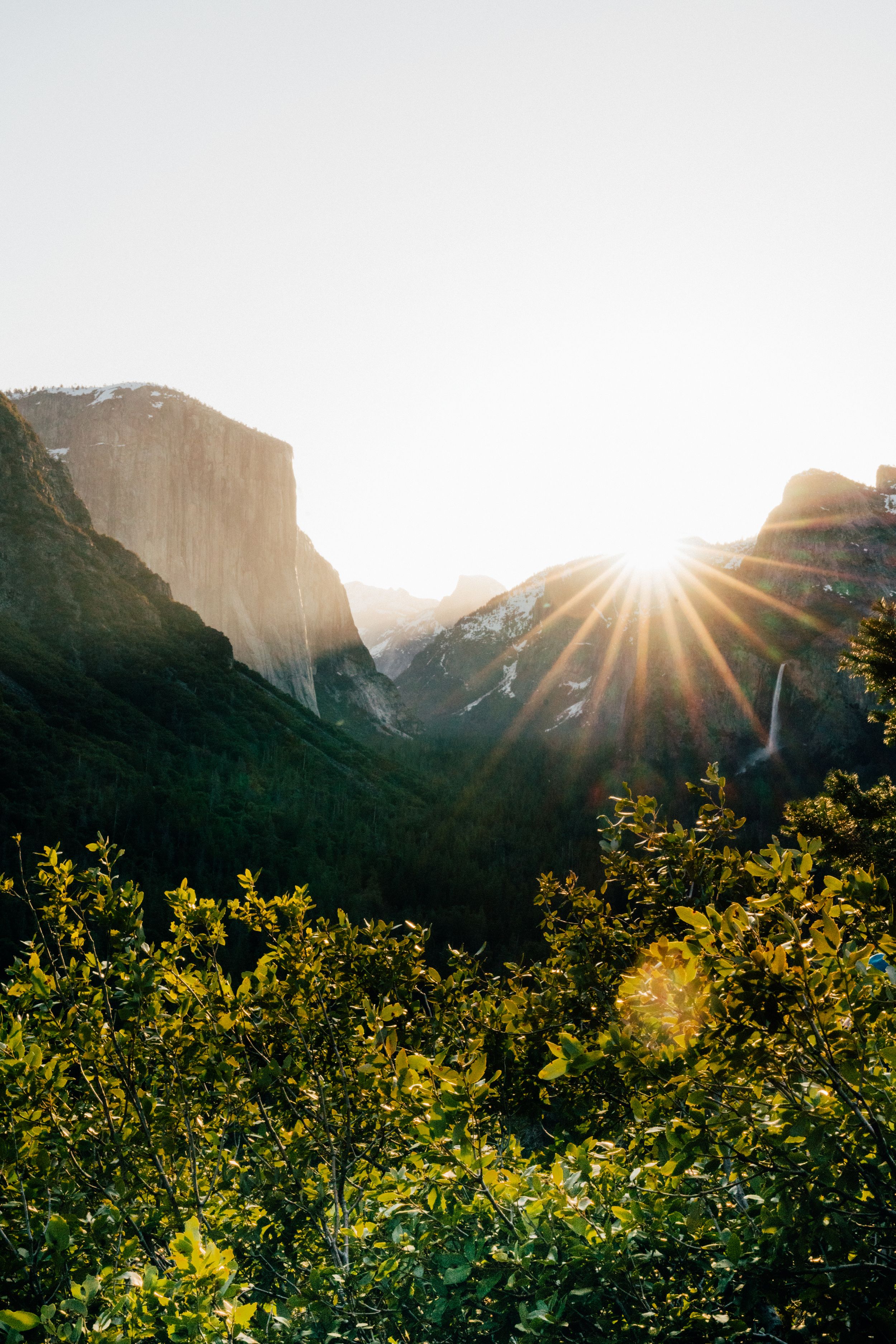 Sunburst over Yosemite Valley with yellow wildflowers blooming in the foreground.