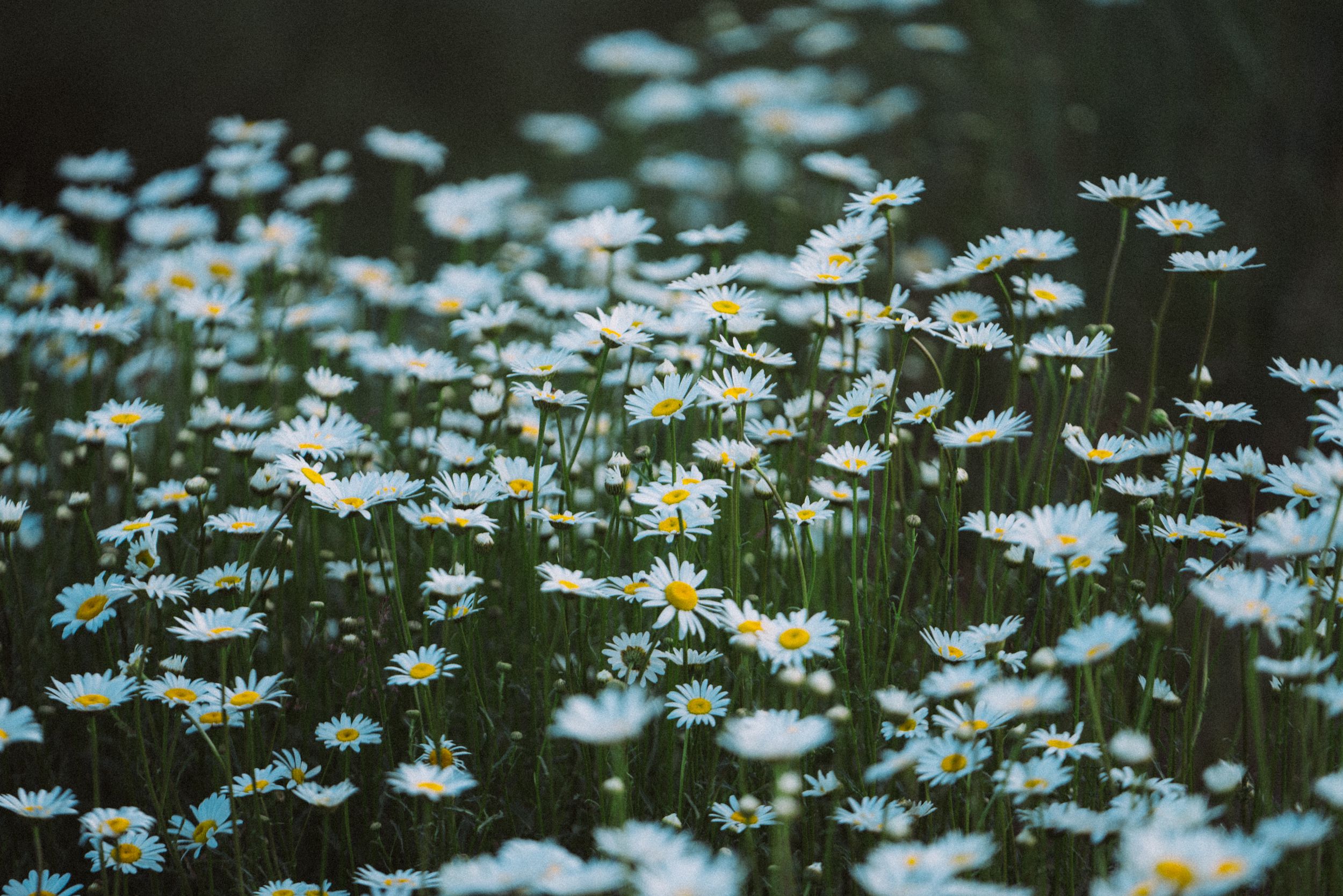 Field of delicate white daisies blooming against dark green background in soft focus.