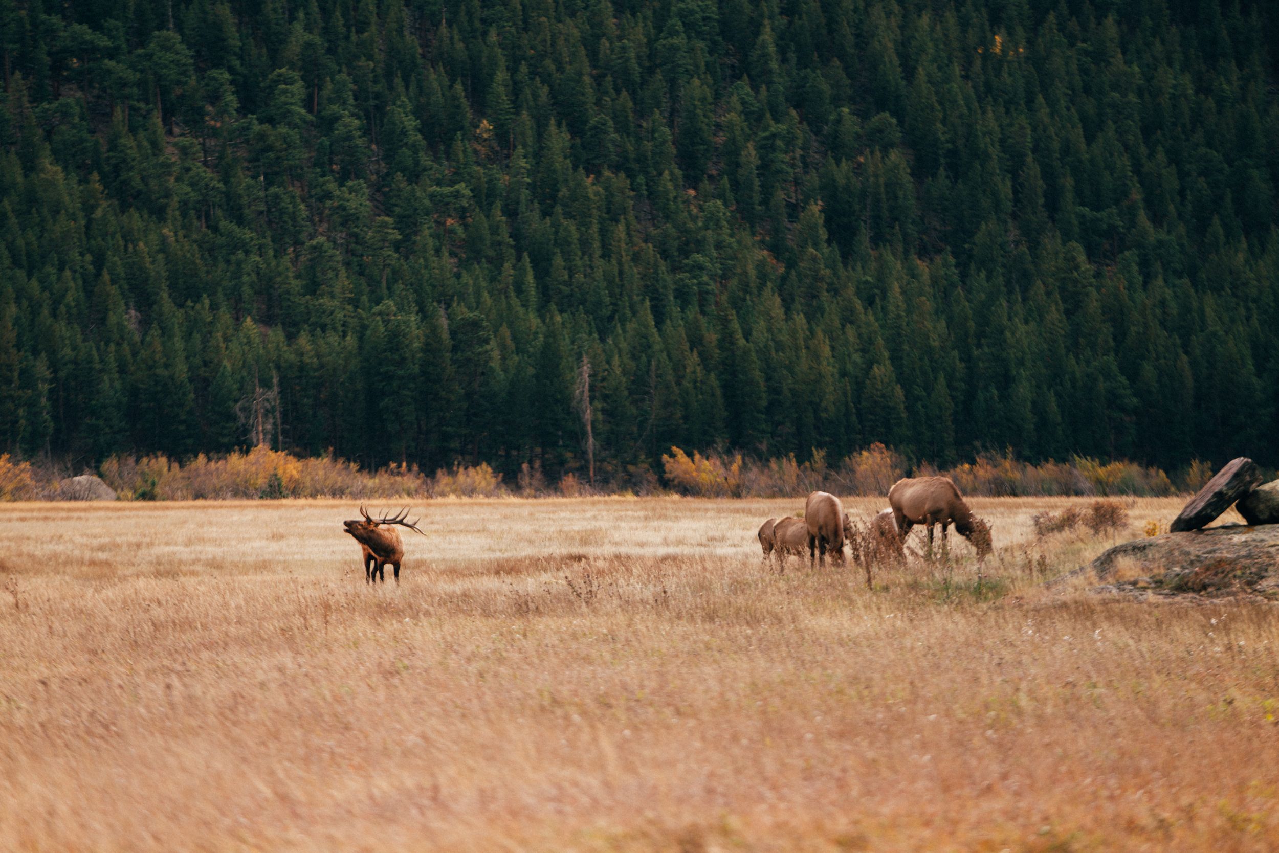 Wild elk graze in open meadow with dense forest backdrop in mountain wilderness.