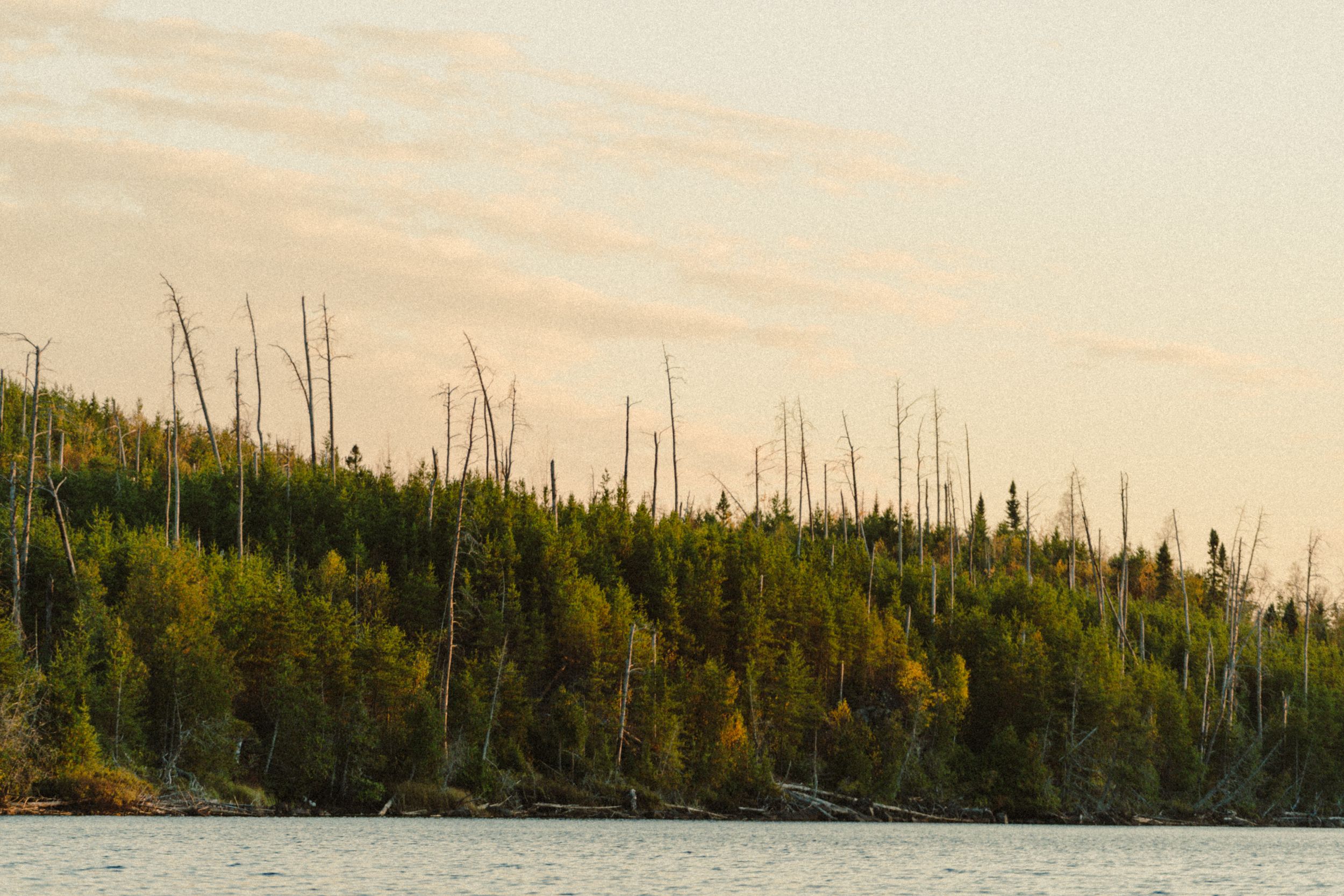 Forest treeline silhouetted against pastel sunset sky in panoramic view.