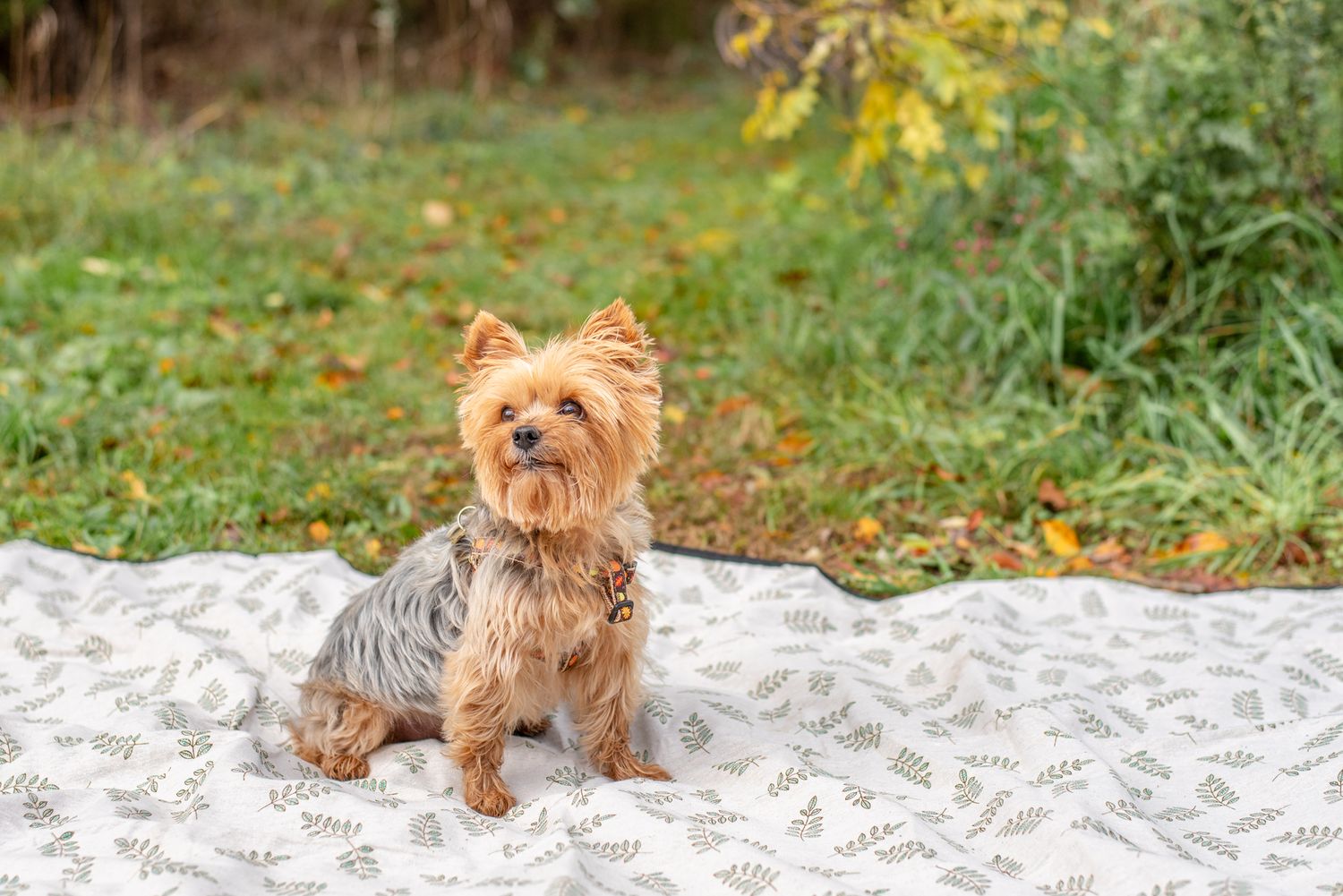 Small brown Yorkshire Terrier dog sitting for the camera on a white patterned blanket during a family photo session in Arlington, VA park