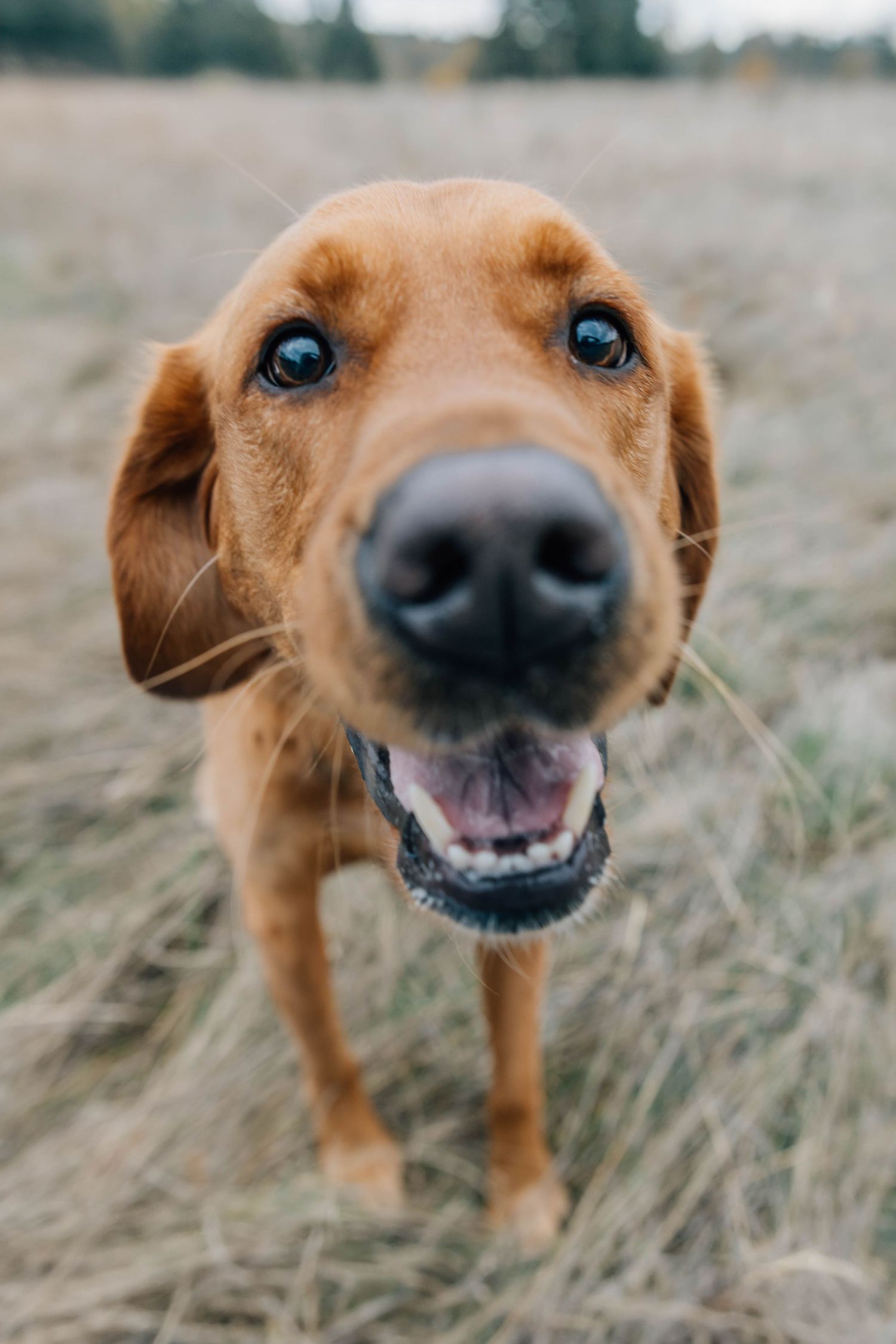 Close-up of happy golden retriever dog with nose close to camera in grassy field.