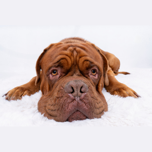 A large, brown Dogue de Bordeaux dog with wrinkles on its face is lying on a fluffy white rug, looking directly at the camera with sad eyes.