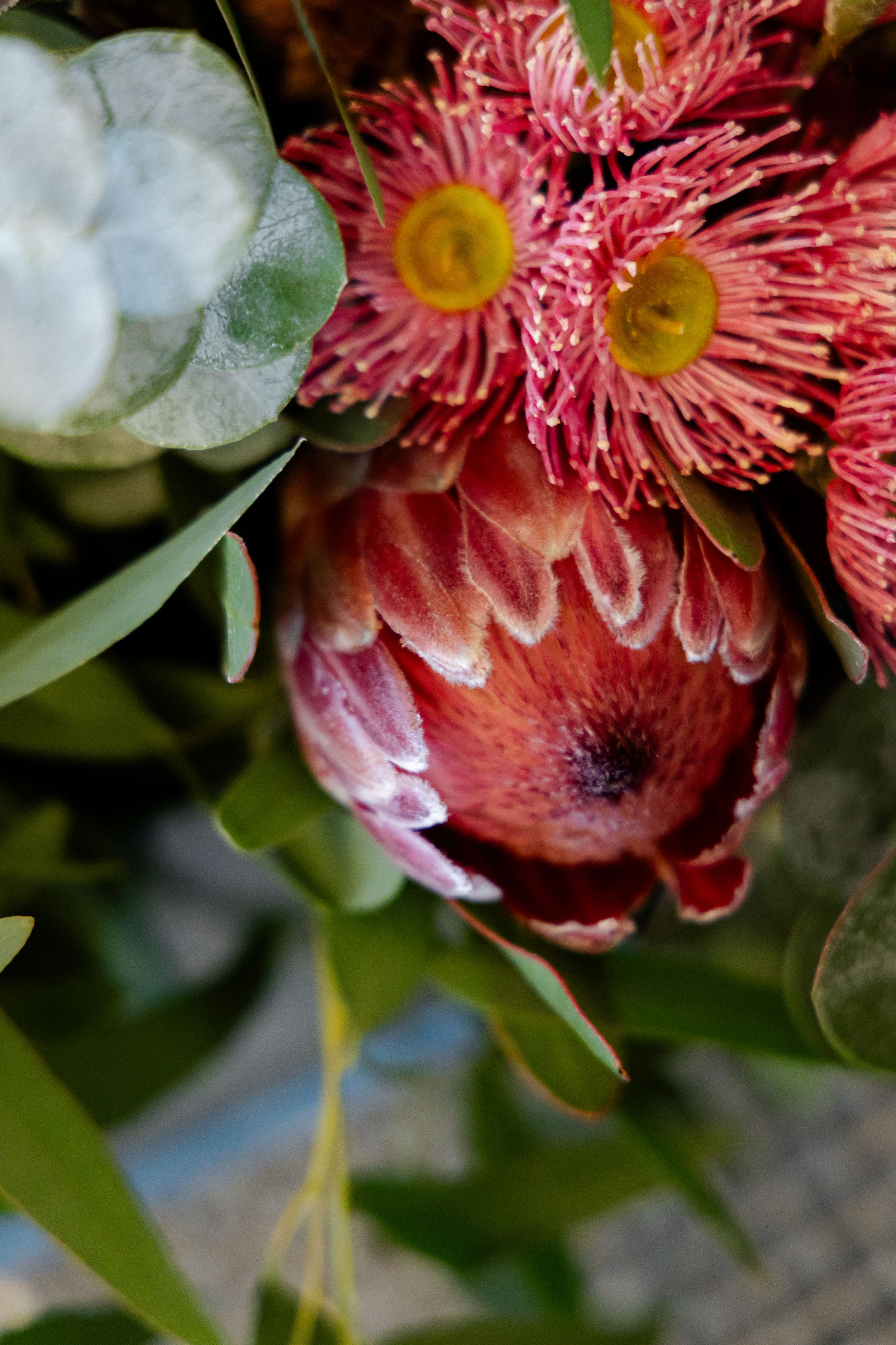 Close-up of vibrant red protea flower and eucalyptus blossoms in a native Australian floral arrangement.