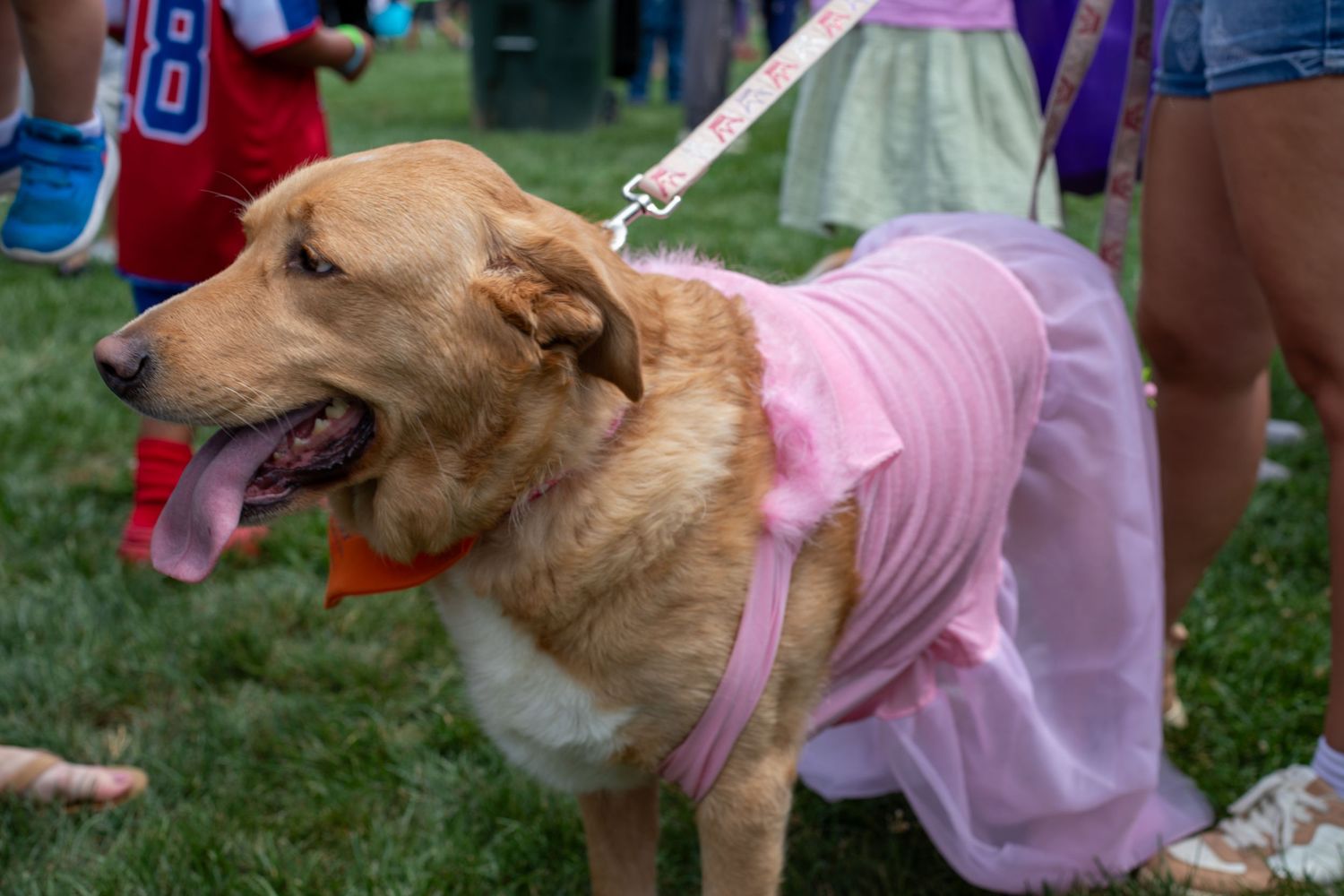 Kidchella Cincinnati family magazine event photo of dog in dress for luxury family lifestyle and event coverage