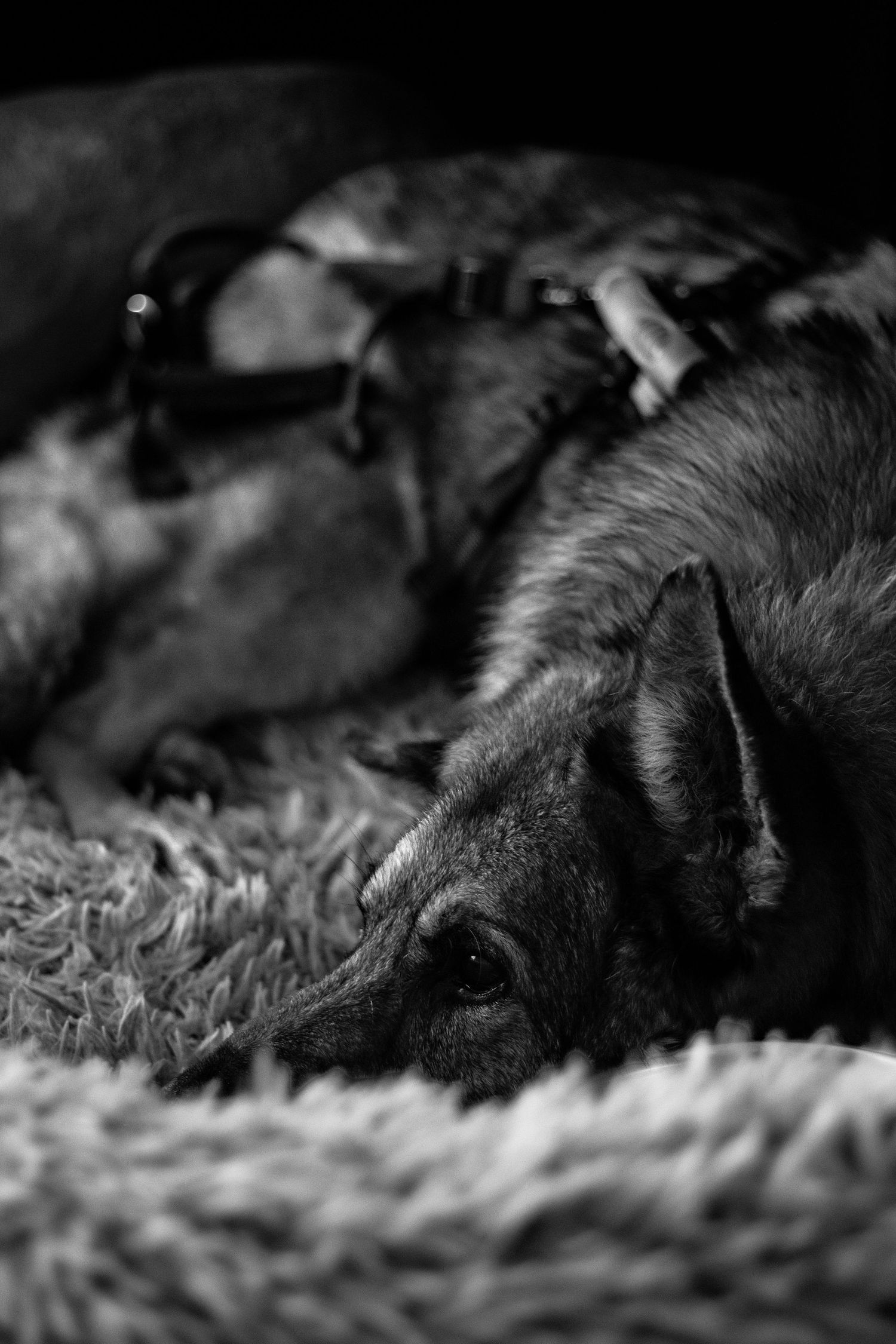 German Shepherd End of Life Photoshoot
