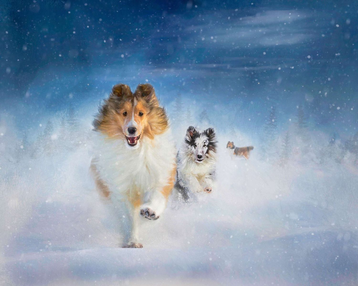 Shelties running together through snow against a dreamy winter sky backdrop.