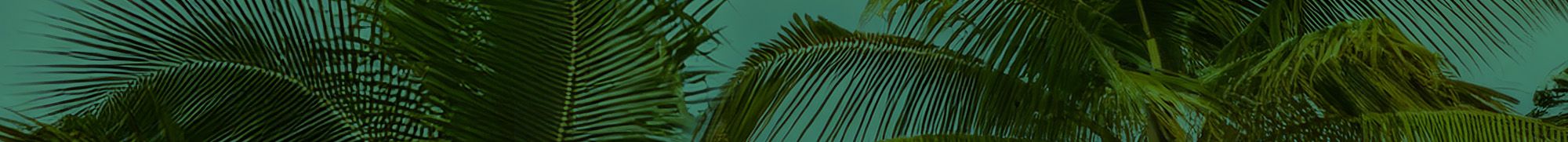Puerto Rico Photographer. Albert Ray Photo. Rainforest Photoshoot. Female Portraits. Male Portraits. Book Now. Beach Photoshoot. Engagement