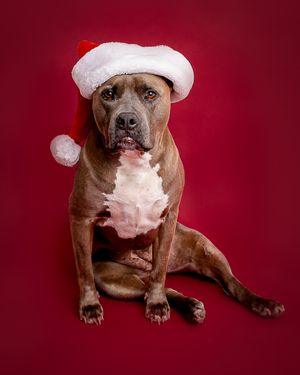Brown pit bull wearing a festive white Santa hat poses against a deep red background.