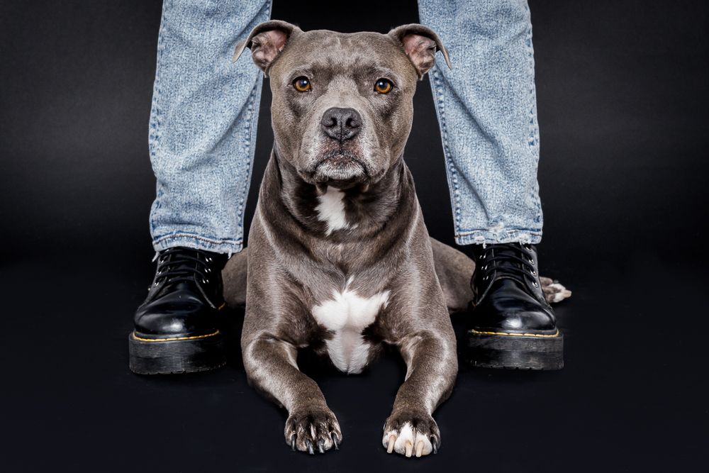 Gray pit bull terrier sitting at feet wearing blue jeans and black boots against dark background.