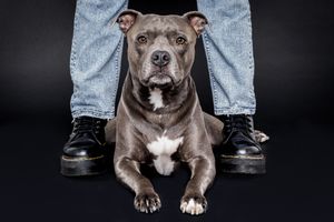 Gray pit bull terrier sitting at feet wearing blue jeans and black boots against dark background.