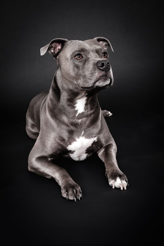 Gray and white pit bull terrier resting in studio portrait against black background.
