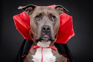 Pit bull terrier wearing red vampire collar costume against dark background for Halloween portrait.