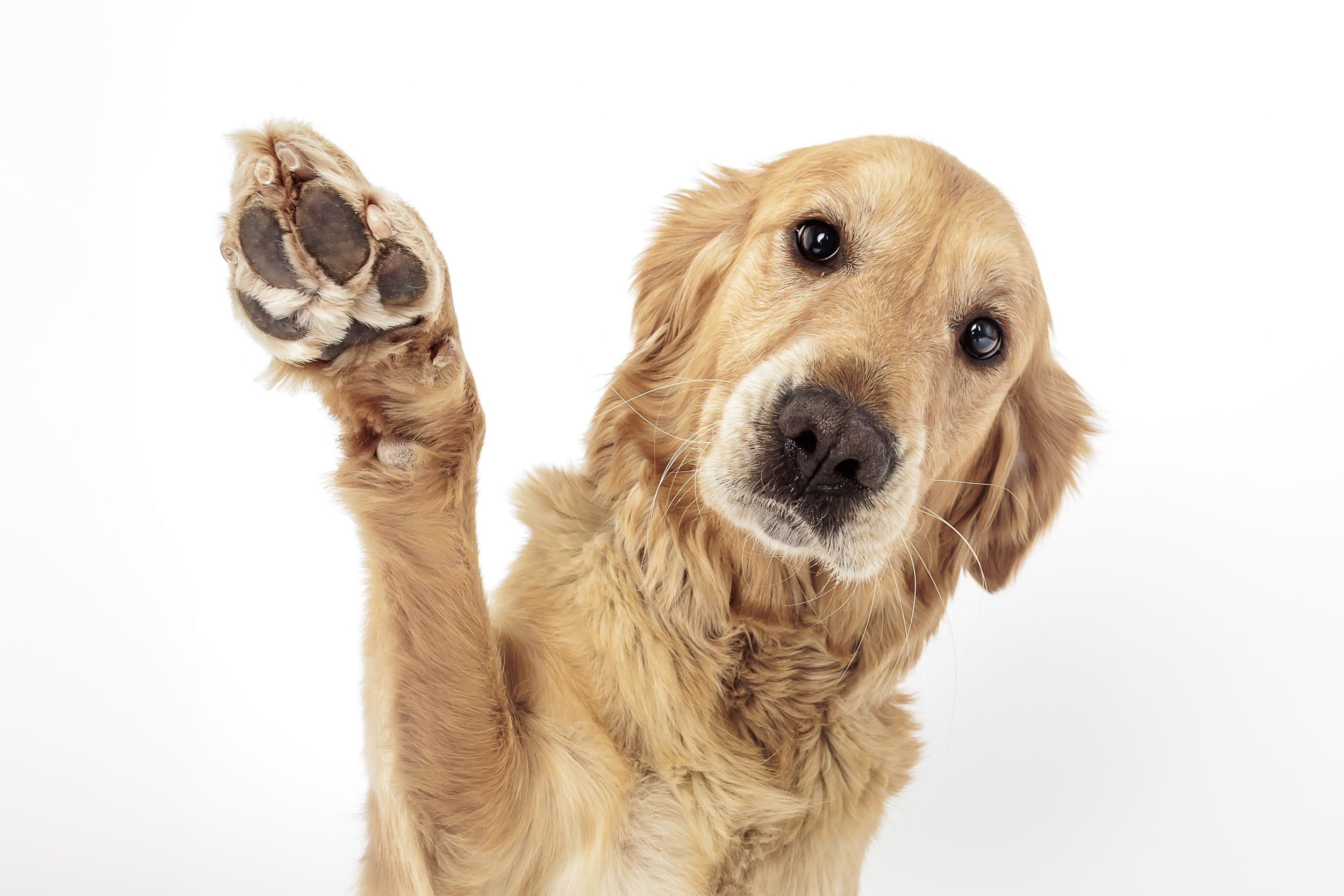 Golden Retriever extending paw toward camera on white background.