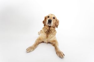 Golden Retriever dog lounging with relaxed pose on white background.