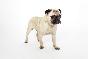 Fawn pug dog standing alertly on white background.