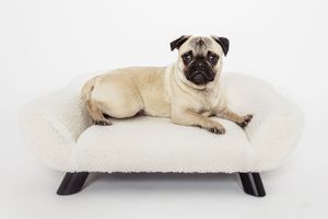 Pug dog resting comfortably on modern white pet bed.