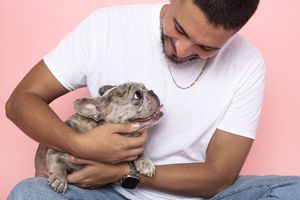A white French bulldog puppy being cuddled and held in someone's arms against a pink background.
