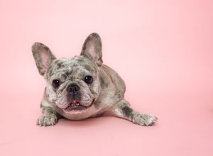 A playful French Bulldog sits on a pink background at different angles displaying funny expressions and poses.