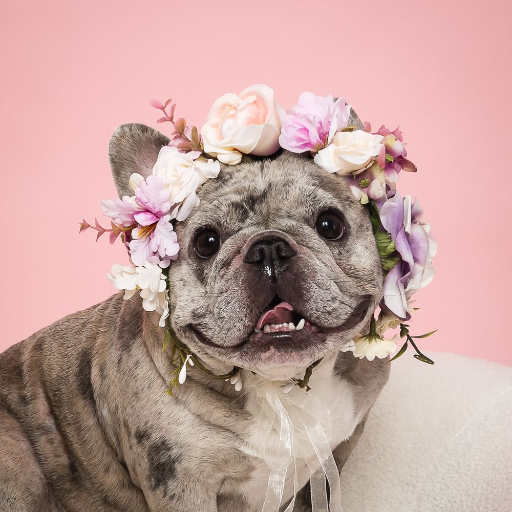 French bulldog adorned with delicate pink and white flower crown poses against soft pink background.