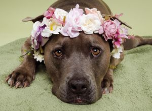 A brown pitbull wearing a pink flower crown lies on a green carpet creating a sweet and whimsical portrait series.