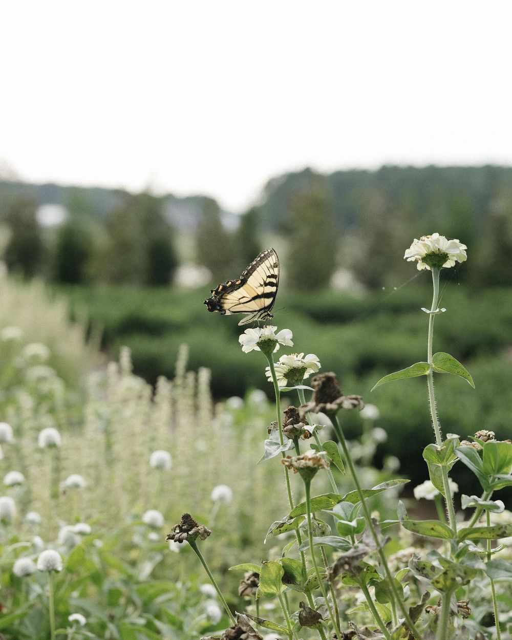 White wildflowers bloom in a meadow with butterflies fluttering among the delicate blossoms.