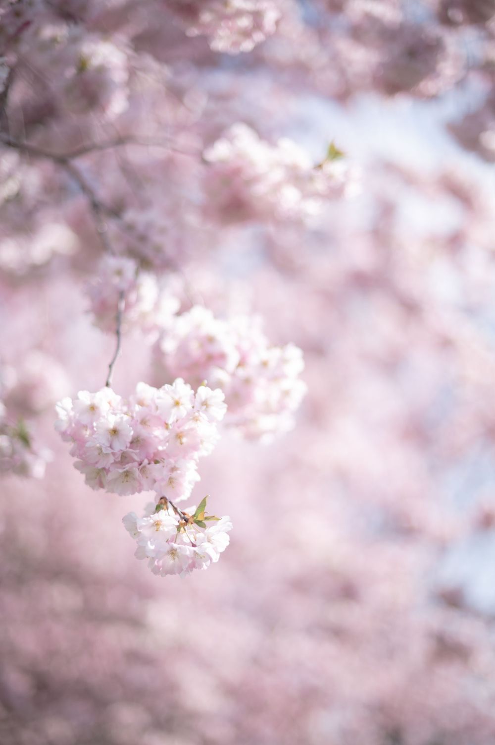 Zarte rosa Kirschblüten blühen im Frühling vor einem weichen, verschwommenen Hintergrund.